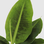 Bananier pitic - Musa 'Oriental Dwarf' - Inaltime 25-40cm - ⌀12cm