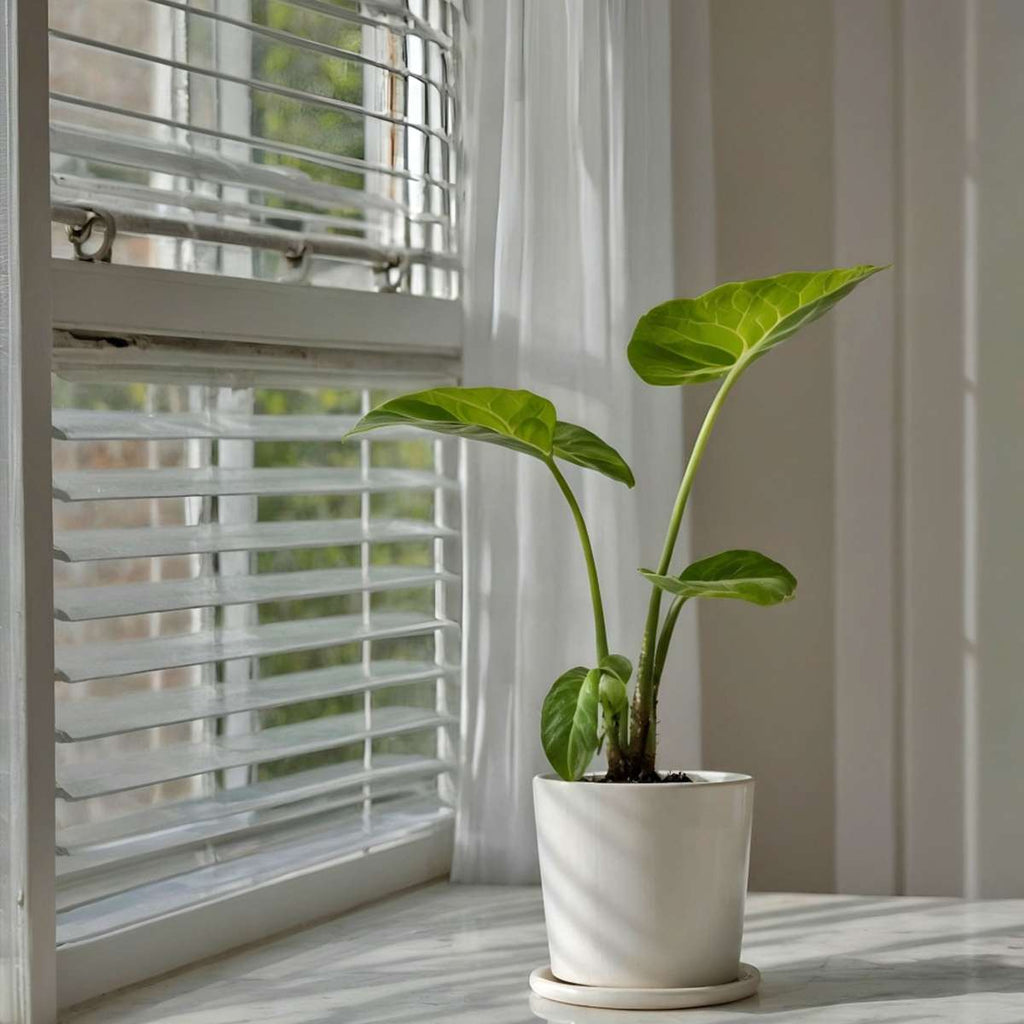 Urechea elefantului - Alocasia 'Macrorrhizos' - Înălţime 60-70cm - ⌀17cm