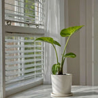 Urechea elefantului - Alocasia 'Macrorrhizos' - Înălţime 60-70cm - ⌀17cm