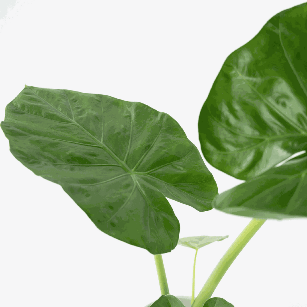 Urechea elefantului - Alocasia 'Macrorrhizos' - Înălţime 60-70cm - ⌀17cm