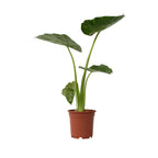 Urechea elefantului - Alocasia 'Macrorrhizos' - Înălţime 60-70cm - ⌀17cm