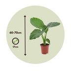 Urechea elefantului - 4 buc - Alocasia 'Macrorrhizos' - Înălţime 60-70cm - ⌀17cm