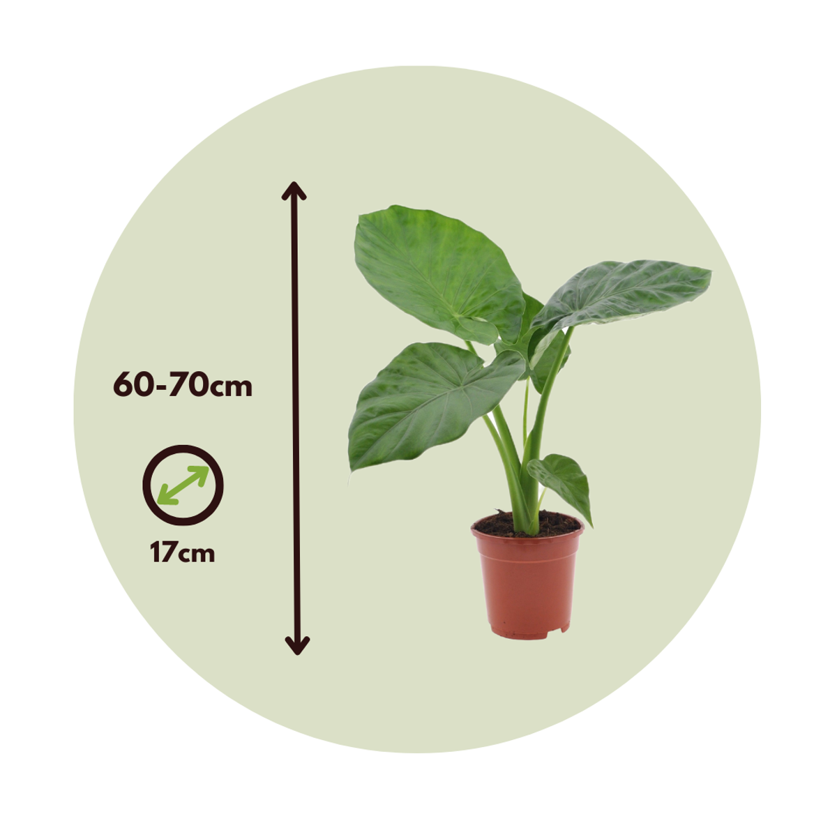 Urechea elefantului - 4 buc - Alocasia 'Macrorrhizos' - Înălţime 60-70cm - ⌀17cm
