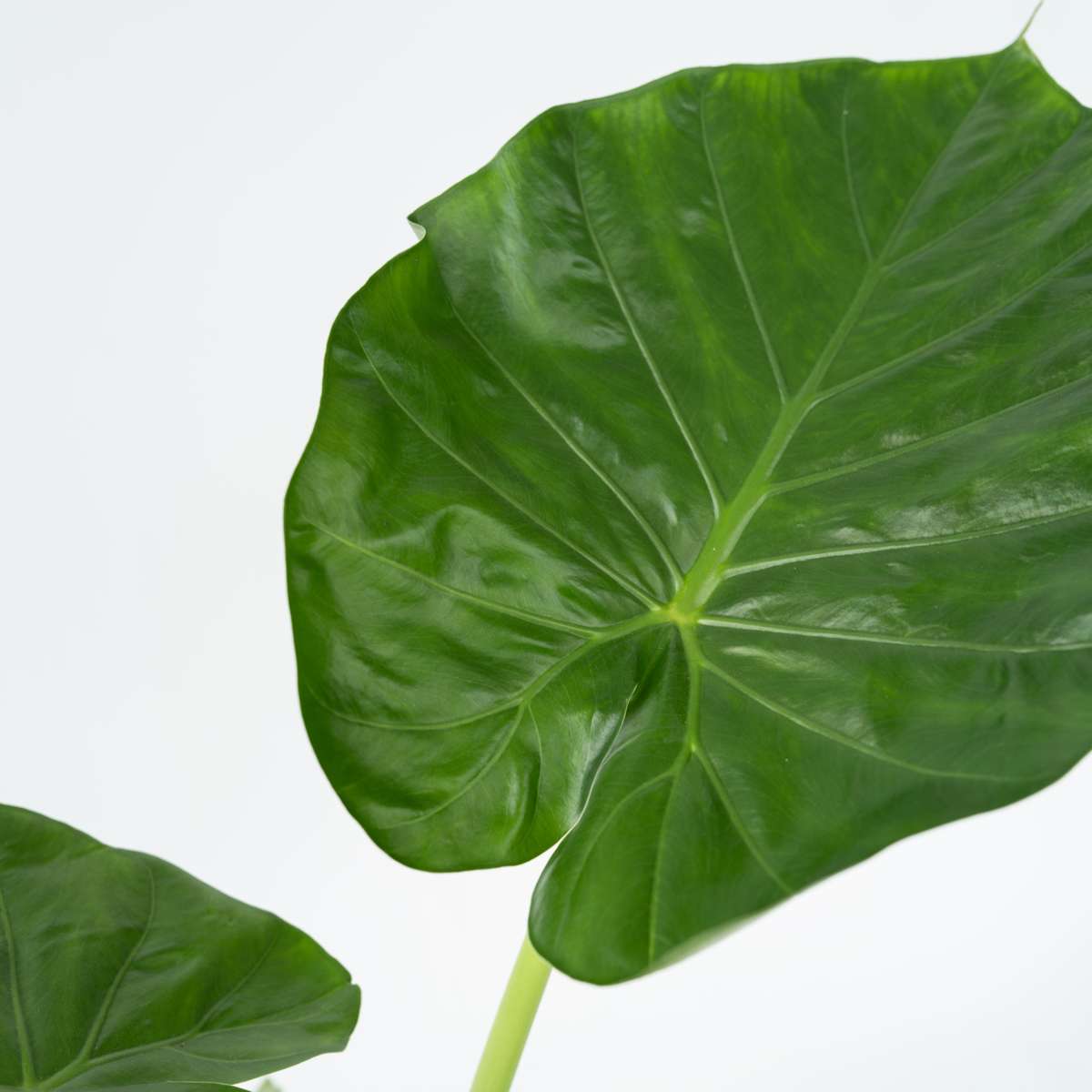 Urechea elefantului - 4 buc - Alocasia 'Macrorrhizos' - Înălţime 60-70cm - ⌀17cm