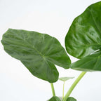 Urechea elefantului - 4 buc - Alocasia 'Macrorrhizos' - Înălţime 60-70cm - ⌀17cm