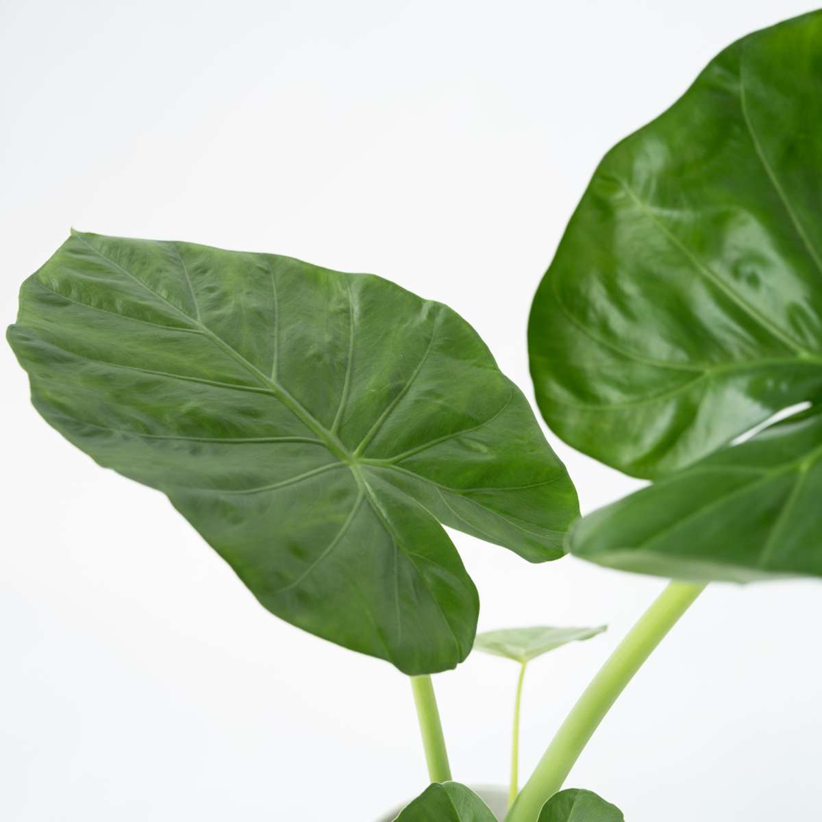 Urechea elefantului - 4 buc - Alocasia 'Macrorrhizos' - Înălţime 60-70cm - ⌀17cm