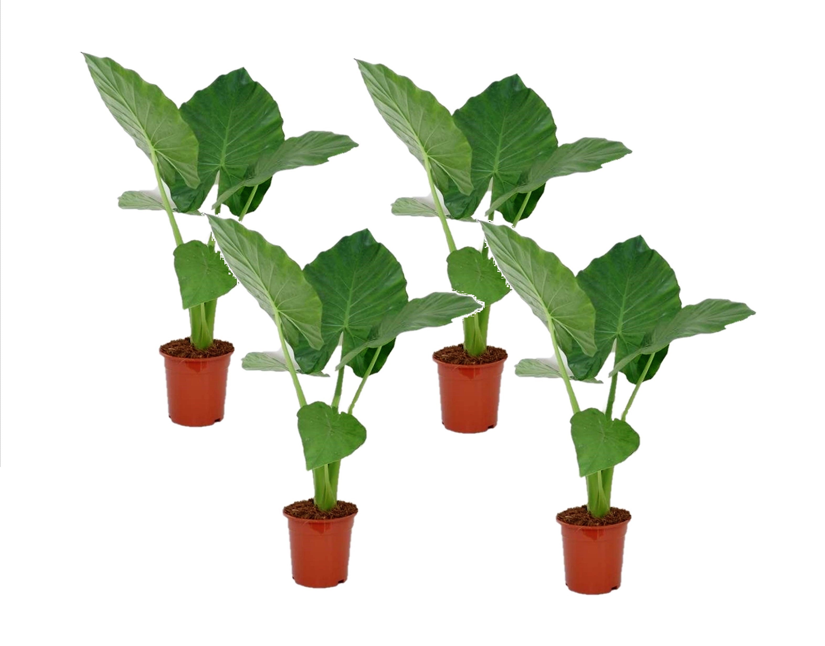 Urechea elefantului - 4 buc - Alocasia 'Macrorrhizos' - Înălţime 60-70cm - ⌀17cm