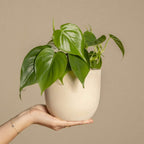 Peperomia - Peperomia polybotrya - Inaltime 20-30cm - ⌀12cm