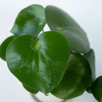 Peperomia - Peperomia polybotrya - Inaltime 20-30cm - ⌀12cm