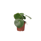 Peperomia - Peperomia polybotrya - Inaltime 20-30cm - ⌀12cm