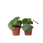 Peperomia - 2 buc - Peperomia polybotrya - Înălţime 20-30cm - ⌀12cm