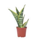 Limba soacrei - Sanseviera trifasciata 'Futura Superba' - În. 35-40cm - ⌀12cm