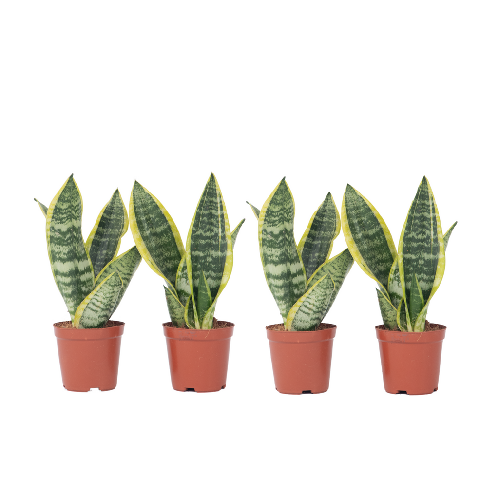 Limba soacrei - 4 buc - Sansevieria 'Futura Superba' - Înălţime 35-40cm - ⌀12cm