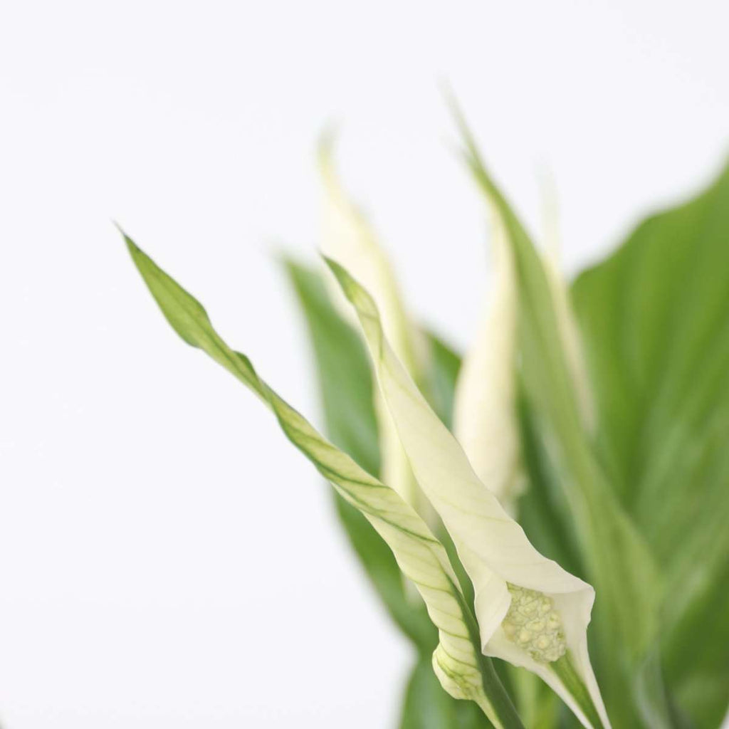 Floarea păcii - Spathiphyllum 'Torelli' - Înălţime 30-45cm - ⌀12cm