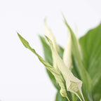 Floarea păcii - Spathiphyllum 'Torelli' - Înălţime 30-45cm - ⌀12cm