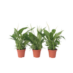 Floarea păcii - 3 buc - Spathiphyllum 'Torelli' - Înălţime 30-45cm - ⌀12cm