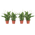 Floarea păcii - 4 buc - Spathiphyllum 'Torelli' - Înălţime 30-45cm - ⌀12cm
