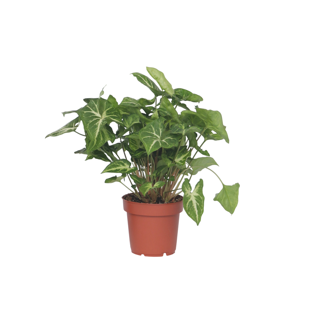 Vârf de suliță - Syngonium 'Pixie' - Inaltime 25-40cm - ⌀12cm