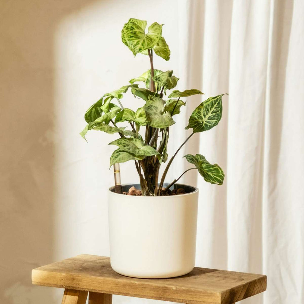 Vârf de suliță - 2 buc - Syngonium podophyllum 'Pixie' - În. 25-40cm - ⌀12cm