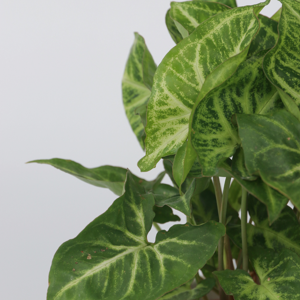 Vârf de suliță - 2 buc - Syngonium podophyllum 'Pixie' - În. 25-40cm - ⌀12cm