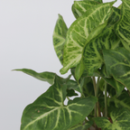Vârf de suliță - 2 buc - Syngonium podophyllum 'Pixie' - În. 25-40cm - ⌀12cm