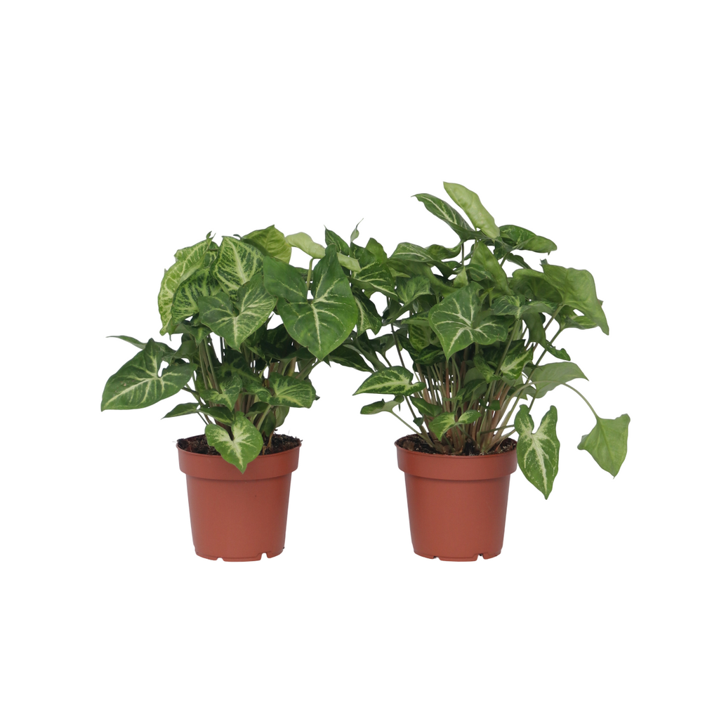 Vârf de suliță - 2 buc - Syngonium podophyllum 'Pixie' - În. 25-40cm - ⌀12cm
