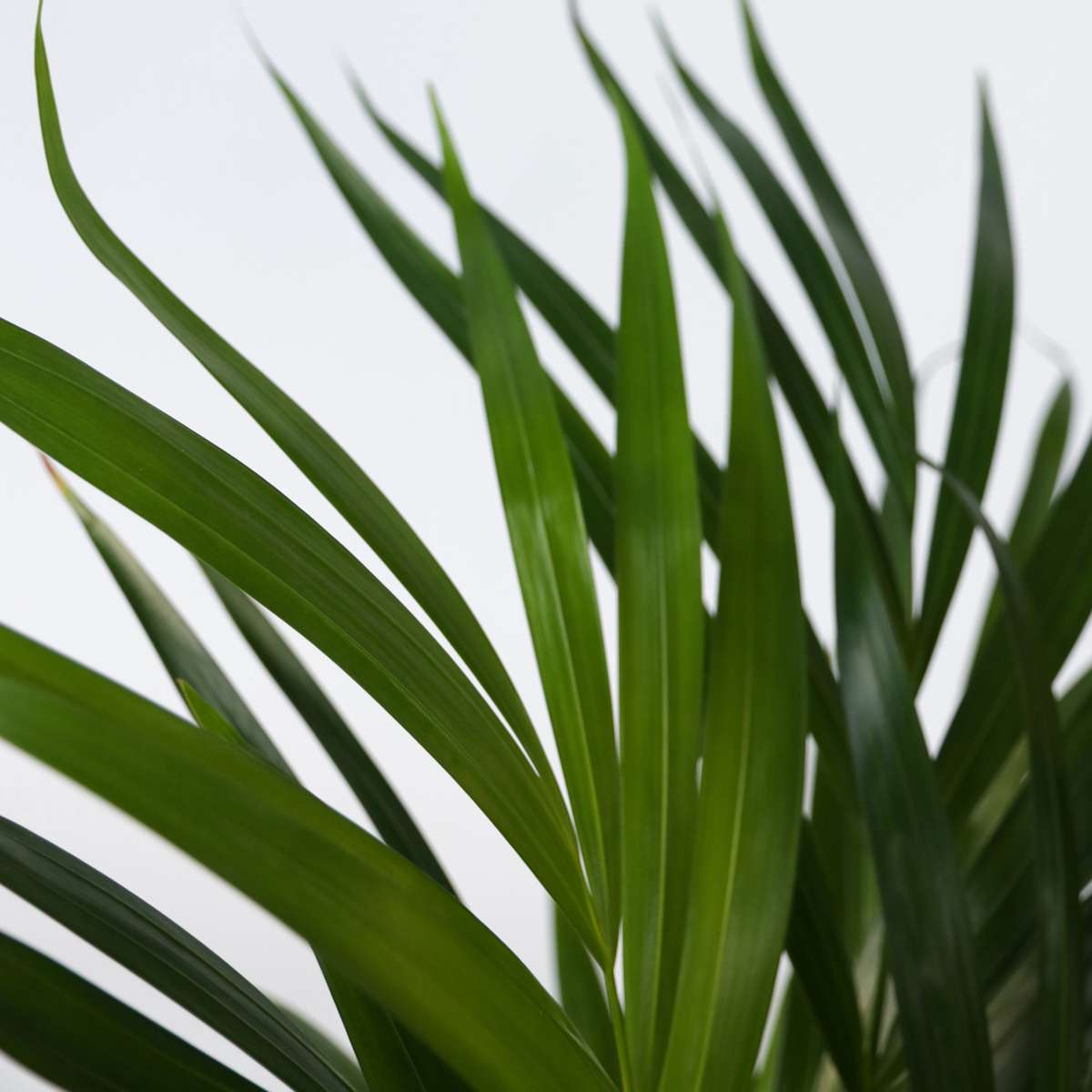 Palmier Areca - Dypsis lutescens - Inaltime 30-45cm - ⌀12cm