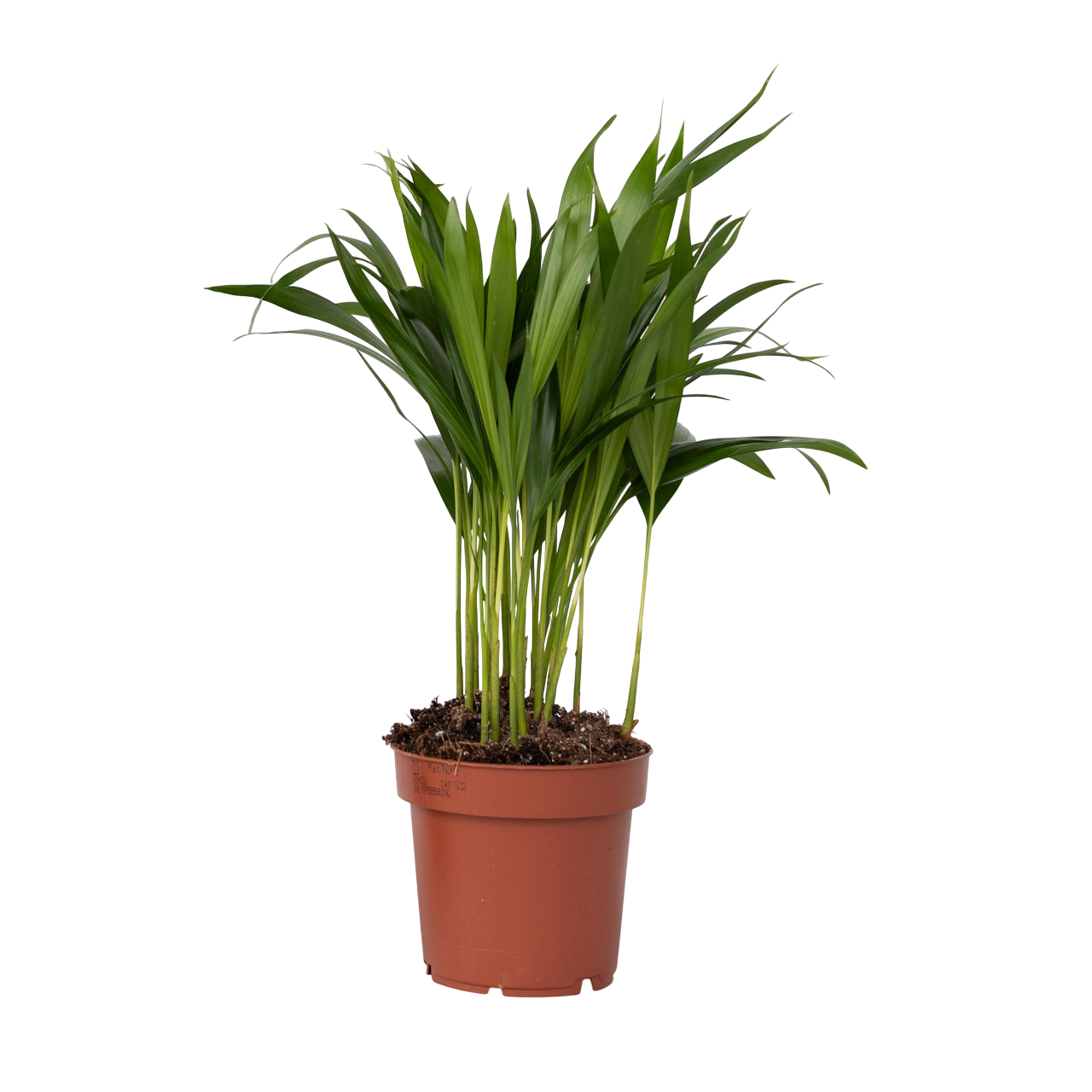 Palmier Areca - Dypsis lutescens - Inaltime 30-45cm - ⌀12cm