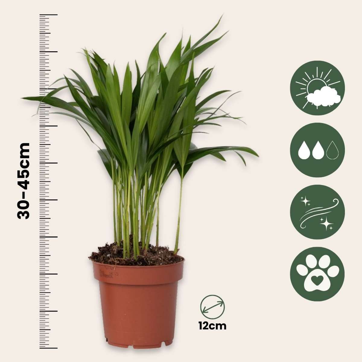 Palmier Areca - 2 buc - Dypsis lutescens - Înălţime 30-45cm - ⌀12cm