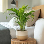 Palmier Areca - 3 buc - Dypsis lutescens - Înălţime 30-45cm - ⌀12cm