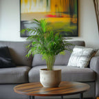 Palmier Areca - 3 buc - Dypsis lutescens - Înălţime 30-45cm - ⌀12cm