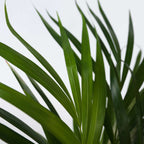 Palmier Areca - 3 buc - Dypsis lutescens - Înălţime 30-45cm - ⌀12cm