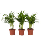 Palmier Areca - 3 buc - Dypsis lutescens - Înălţime 30-45cm - ⌀12cm