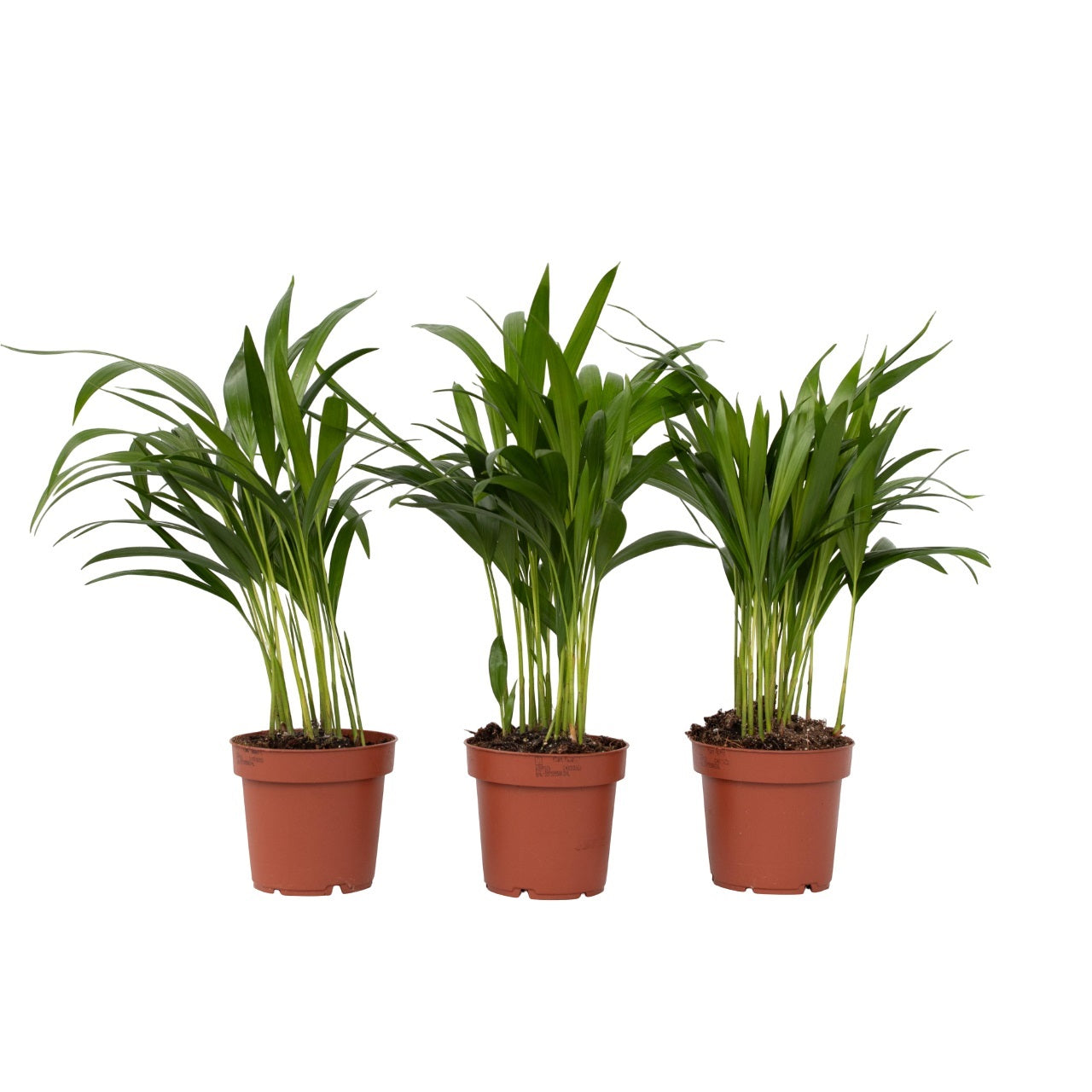 Palmier Areca - 3 buc - Dypsis lutescens - Înălţime 30-45cm - ⌀12cm