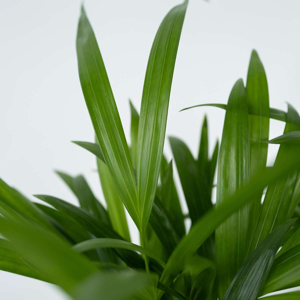 Palmier Areca - 4 buc - Dypsis lutescens - Înălţime 30-45cm - ⌀12cm