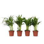 Palmier Areca - 4 buc - Dypsis lutescens - Înălţime 30-45cm - ⌀12cm