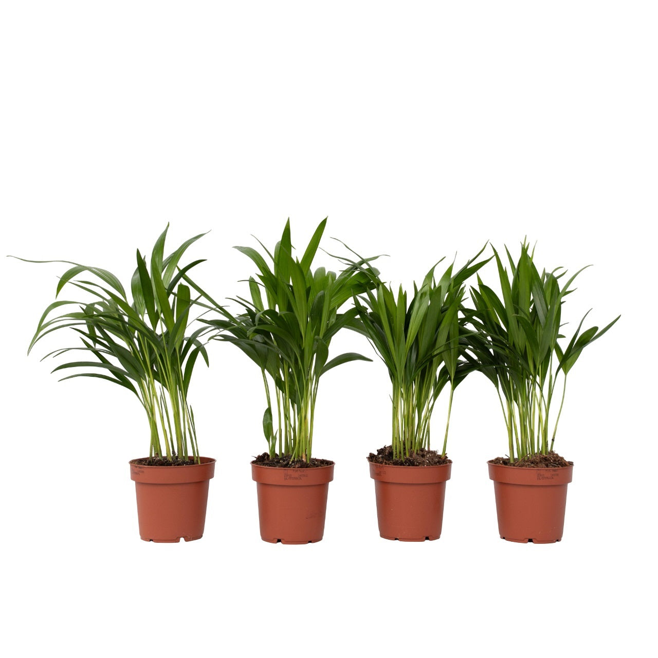 Palmier Areca - 4 buc - Dypsis lutescens - Înălţime 30-45cm - ⌀12cm
