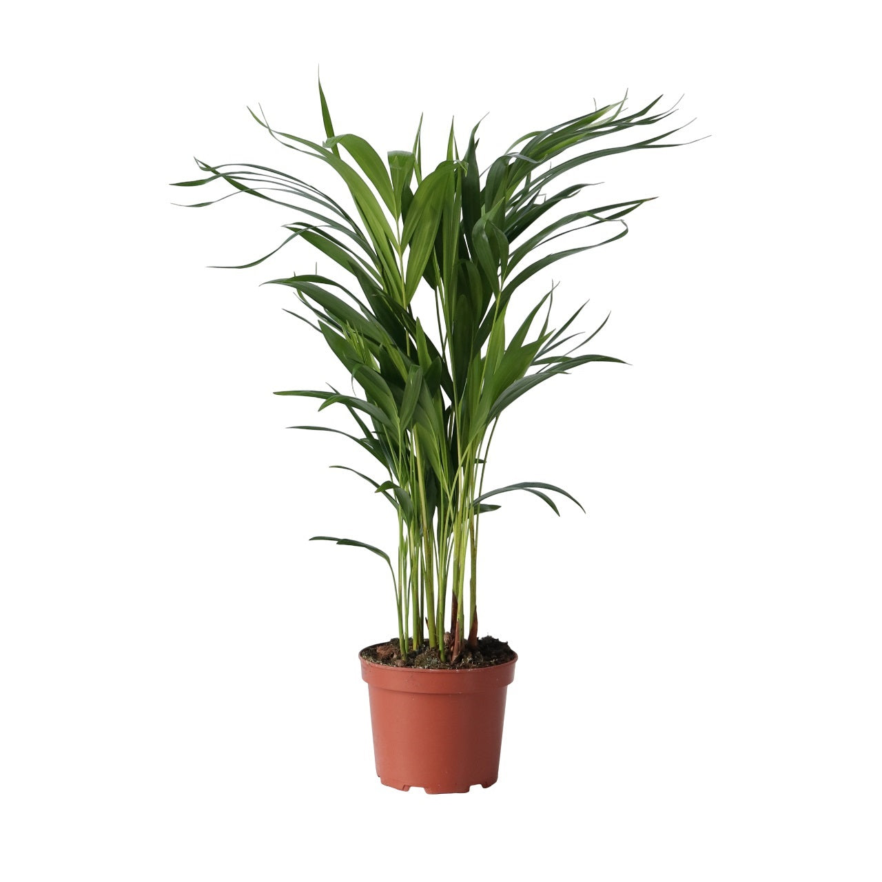 Palmier Areca - Dypsis lutescens - Înălţime 60-70cm - ⌀17cm