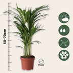 Palmier Areca - Dypsis lutescens - Înălţime 60-70cm - ⌀17cm