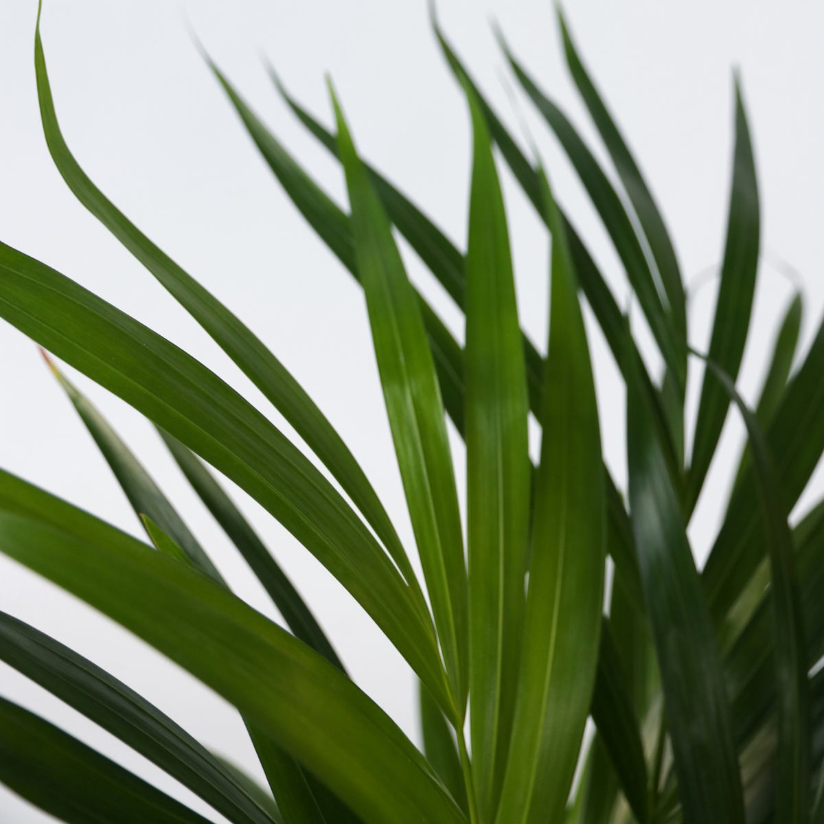 Palmier Areca - 2 buc - Dypsis lutescens - Înălţime 60-70cm - ⌀17cm
