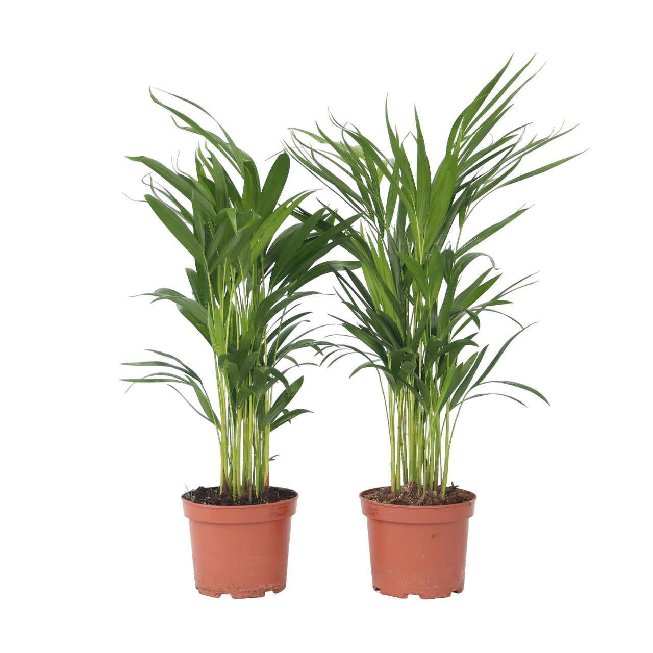 Palmier Areca - 2 buc - Dypsis lutescens - Înălţime 60-70cm - ⌀17cm