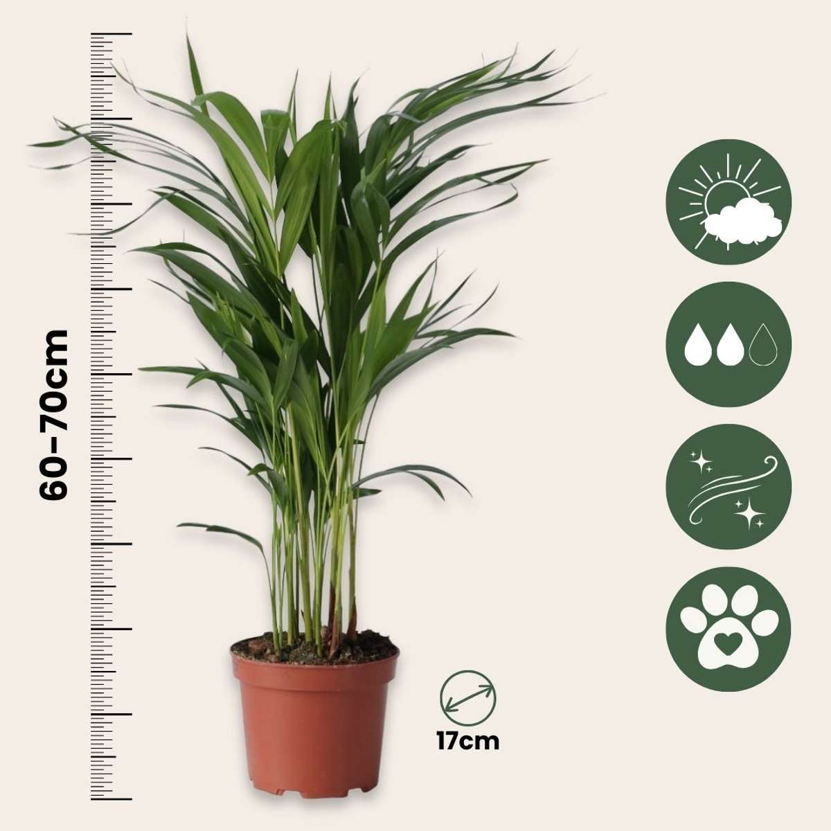 Palmier Areca - 2 buc - Dypsis lutescens - Înălţime 60-70cm - ⌀17cm