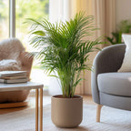 Palmier Areca - 4 buc - Dypsis lutescens - Înălţime 60-70cm - ⌀17cm