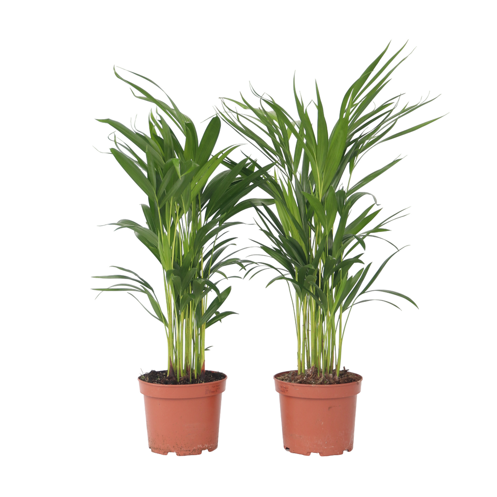 Palmier Areca - 4 buc - Dypsis lutescens - Înălţime 60-70cm - ⌀17cm