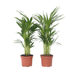 Palmier Areca - 4 buc - Dypsis lutescens - Înălţime 60-70cm - ⌀17cm