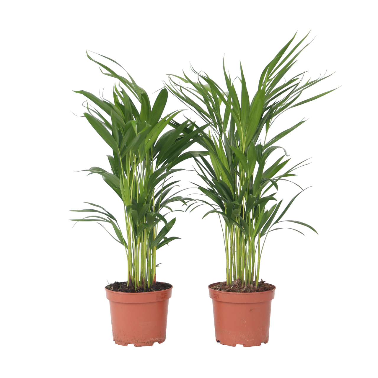 Palmier Areca - 4 buc - Dypsis lutescens - Înălţime 60-70cm - ⌀17cm