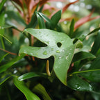 Monstera Minima - 2 buc - Rhaphidophora tetrasperma - Înălţime 20-30cm - ⌀12cm