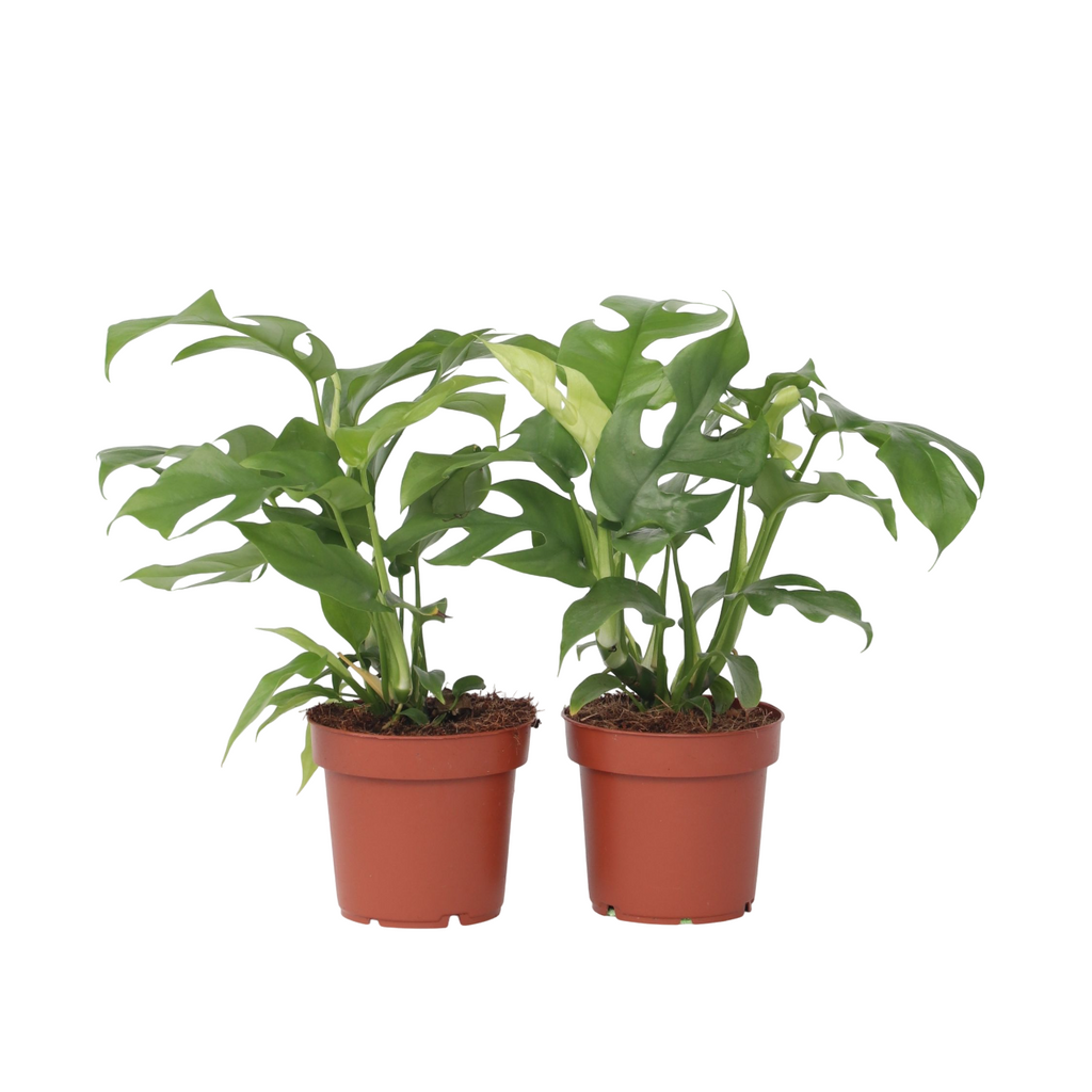 Monstera Minima - 2 buc - Rhaphidophora tetrasperma - Înălţime 20-30cm - ⌀12cm