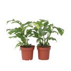 Monstera Minima - 2 buc - Rhaphidophora tetrasperma - Înălţime 20-30cm - ⌀12cm