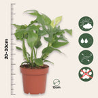 Monstera Minima - 2 buc - Rhaphidophora tetrasperma - Înălţime 20-30cm - ⌀12cm